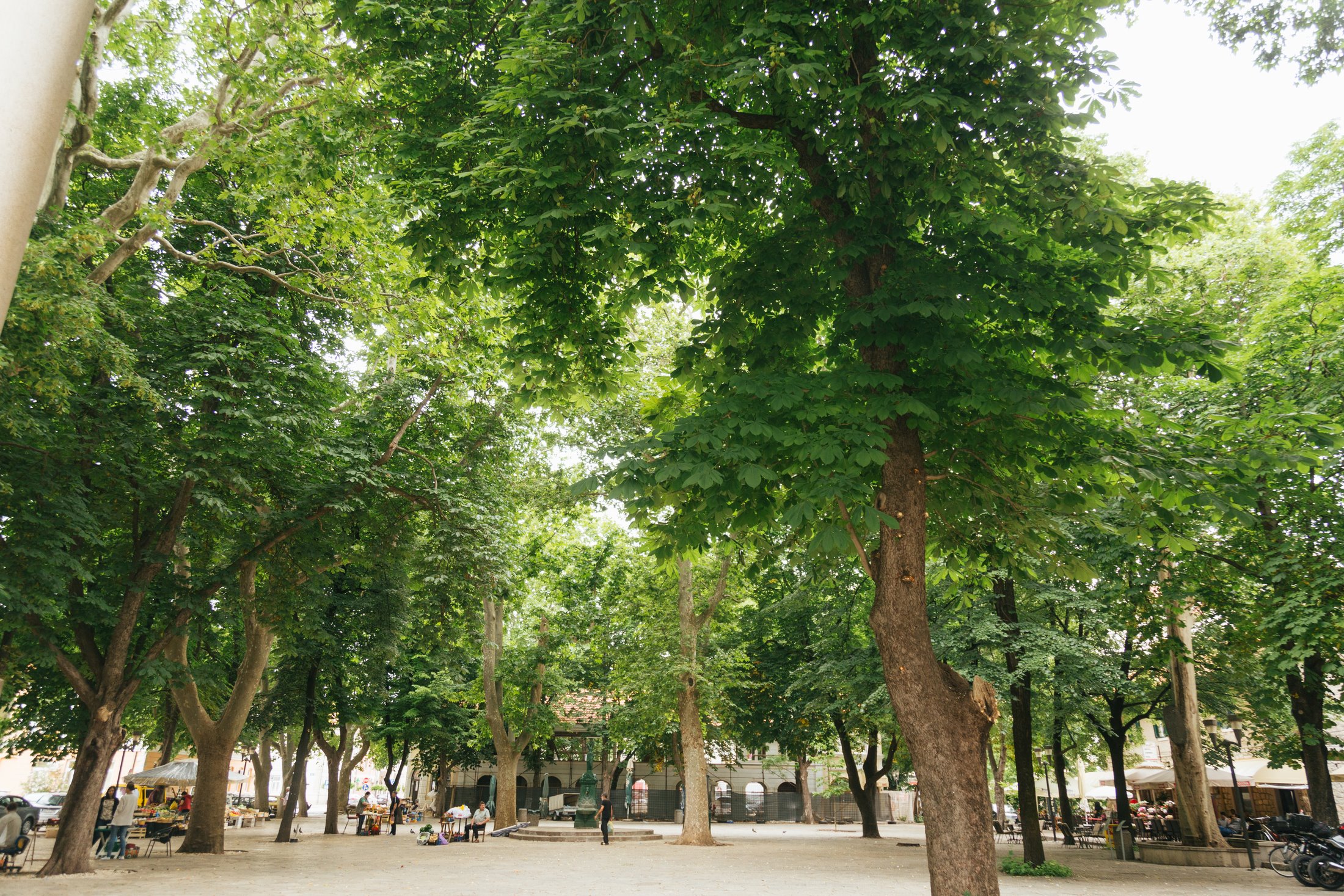 Platani