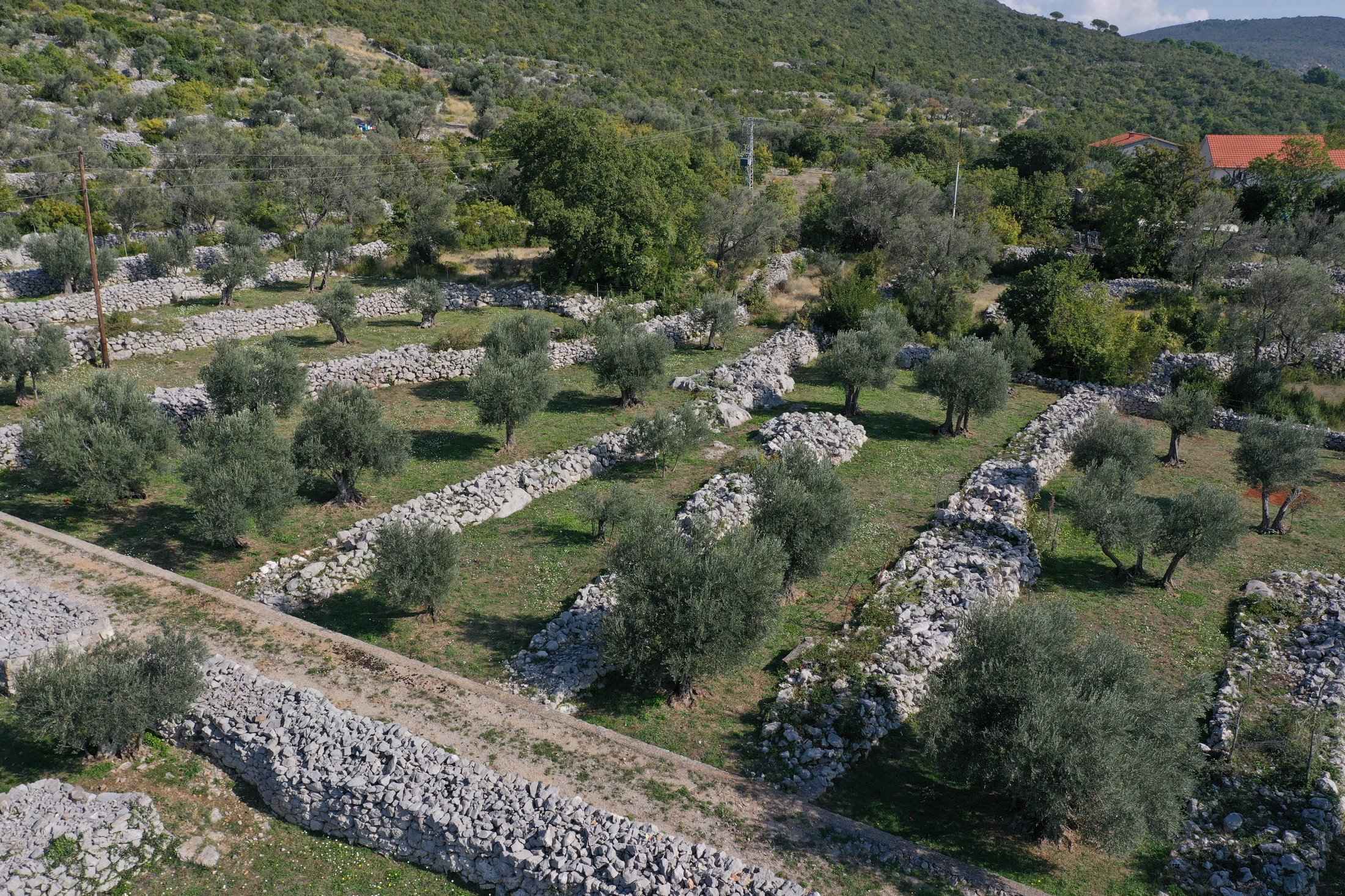 Moric Olive Farm